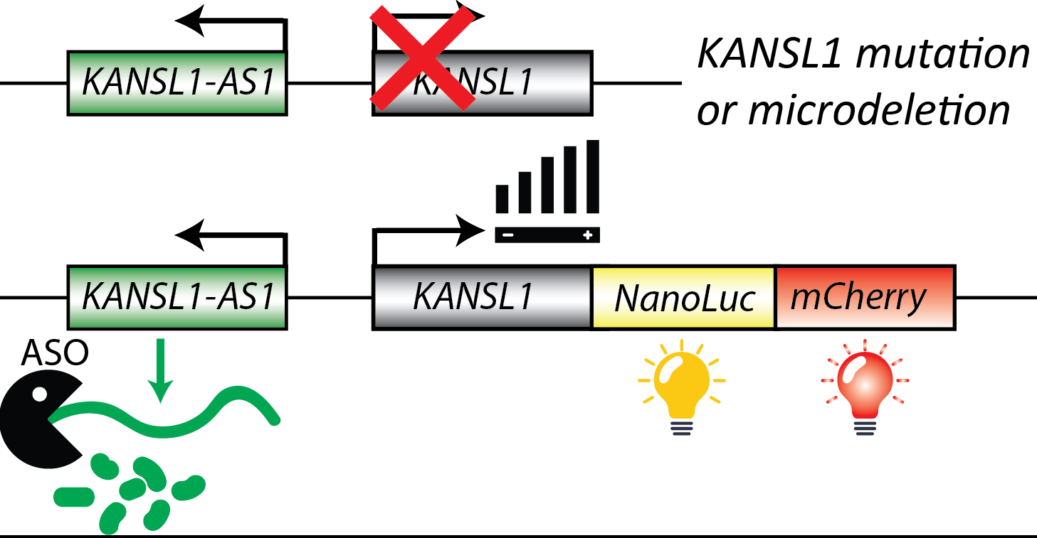 Schema van onderzoek naar activatie van het KANSL1-gen