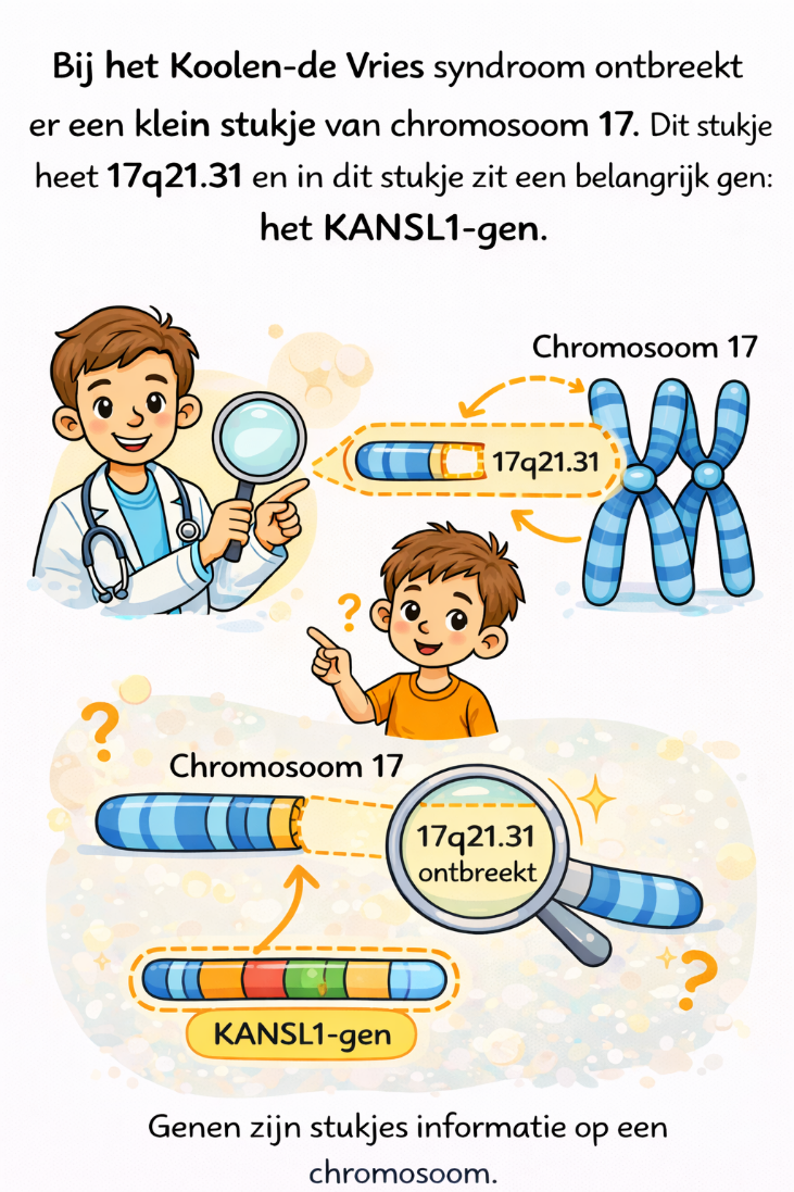 Illustratie van het KANSL1-gen op chromosoom 17