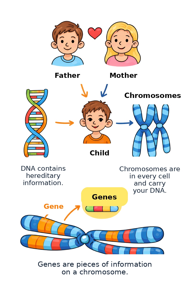 Illustration of hereditary information and chromosomes