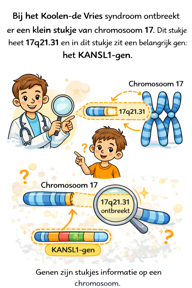 Illustratie van het KANSL1-gen op chromosoom 17